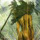 wind in the palms