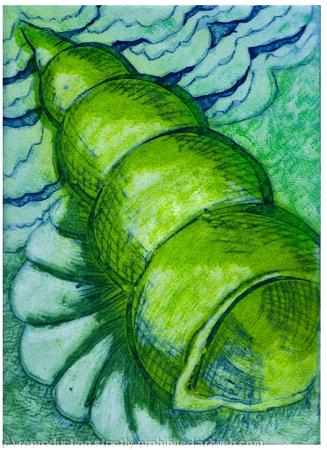 SPIRAL SHELL