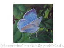 HOLLY BLUE