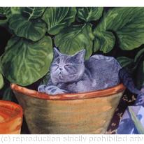 CAT IN A POT