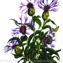 KNAPWEED