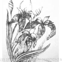 IRIS PRINT