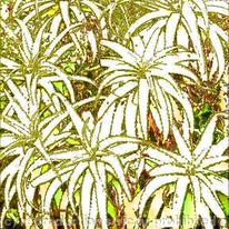 LEMON ALOEVERA