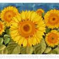 SUNFLOWERS
