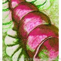 PINK SPIRALSHELL