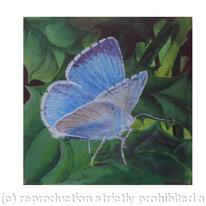 HOLLY BLUE