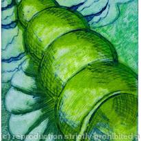 SPIRAL SHELL