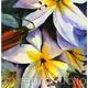 SUMMER LILIES | £120 | | WATERCOLOUR SUMMER LILIES