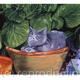 CAT IN A POT | (sold) | | WATERCOLOUR CAT IN A POT