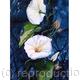 CONVOLVULOUS BY MOONLIGHT | | 35 x 52cm | WATERCOLOUR CONVOLVULOUS BY MOONLIGHT