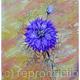 LOVE IN A MIST | (sold) | | WATERCOLOUR LOVE IN A MIST