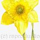 DAFFODIL | (sold) | | WATERCOLOUR DAFFODIL