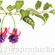 FUSCHIA