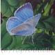 HOLLY BLUE | (sold) | | WATERCOLOUR HOLLY BLUE