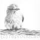 LILAC BREASTED ROLLER | £90 | 38 x 28cm | GRAPHITE LILAC BREASTED ROLLER
