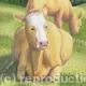COW AND CALF