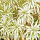 LEMON ALOEVERA