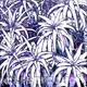 LILAC ALOEVERA