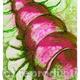 PINK SPIRALSHELL