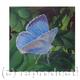 HOLLY BLUE
