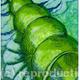 SPIRAL SHELL