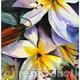 SUMMER LILIES
