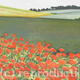 POPPY FIELD