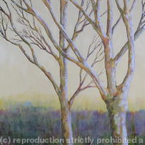 hidden Birch Trees at the Edge…