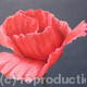 Poppies 1