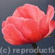 Poppy 2