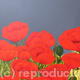 Poppies3