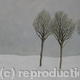 Winter Trees