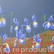 Iris 1