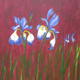 Irises