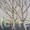 Birch Trees at the Edge…