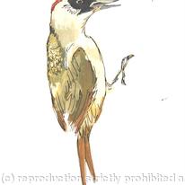 Green Woodpecker