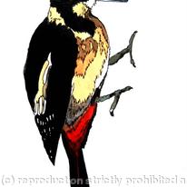 Woodpecker