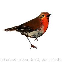 Robin