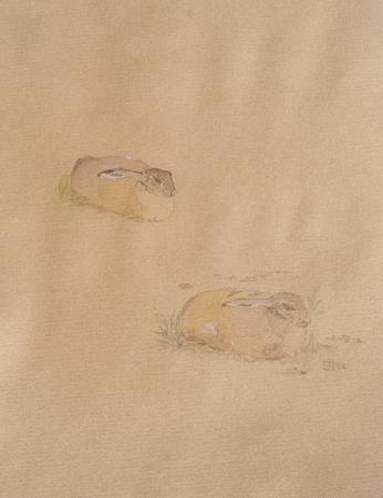 Aberlady Hare, Aberlady Bay 2008