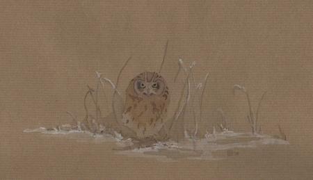 Shorteared Owl, Salthouse 2008