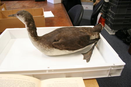 Research @ Norwich Castle Museum