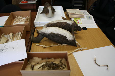 Research @ Norwich Castle Museum for 1 Fathom Deep