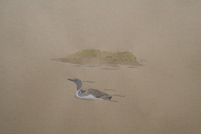 Red throated Diver, Orkney 2008