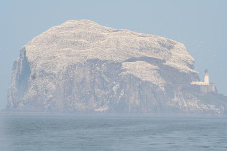 Bass Rock, East Lothian 2007