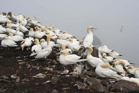 Gannets on The Bass, 2006