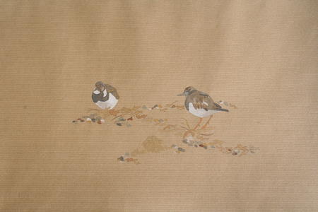 Turnstones, Salthouse 2008