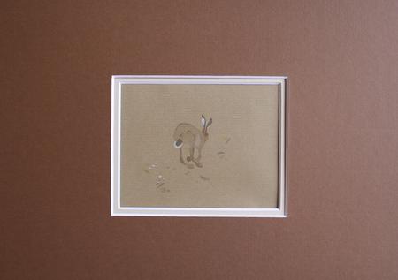 Orkney Hare, Orkney 2008
