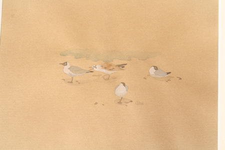 Gulls on The Wash, West Norfolk 2008