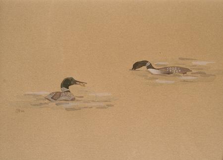 Orkney Loon, Orkney Isles 2008