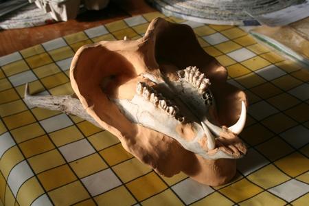 Muntjak Mould in Progress